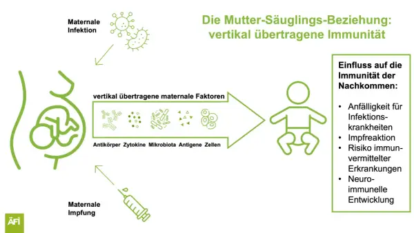 Maternale Impfung, wie Boostrix, überträgt Immunität auf das Kind. Die Grafik zeigt, wie mütterliche Faktoren die Immunität des Nachkommens beeinflussen.