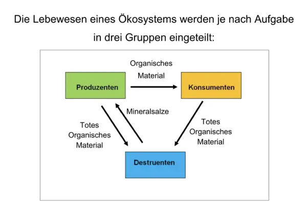 Schema zeigt, was sind Destruenten: Sie zersetzen totes organisches Material und liefern Mineralsalze für Produzenten. Konsumenten fressen Produzenten.