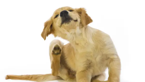 Un chiot golden retriever se gratte la patte, signe qu'il est temps de penser à la saison des puces.