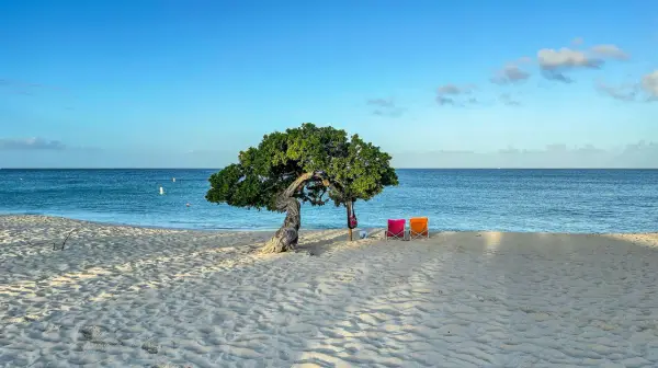 Idealne miejsce na aruba wakacje: plaża z charakterystycznym drzewem, dwiema kolorowymi leżakami i spokojnym morzem.