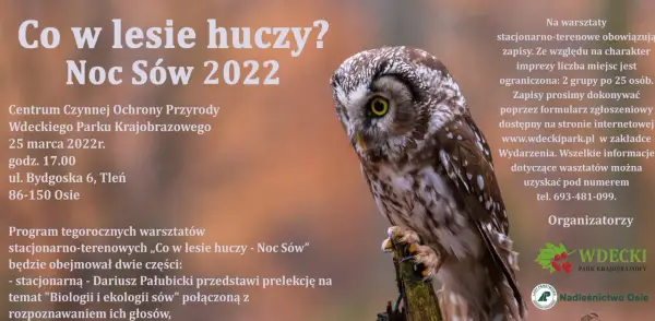 Zimowanie sów w Polsce: fakty, gdzie szukać i jak obserwować