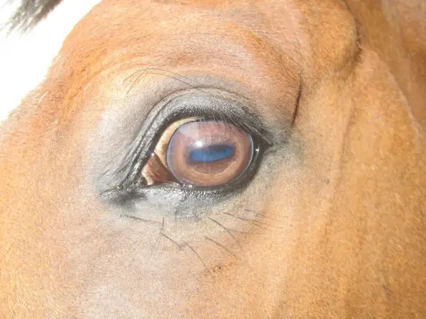 Gros plan sur l'œil d'un cheval brun, reflétant le ciel bleu. La vision du cheval est fascinante.