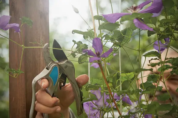 Gärtner schneidet mit einer Gartenschere eine Clematis. Die lila Blüten und grünen Blätter sind im Fokus.