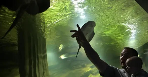 Ojciec z dzieckiem w oceanarium w Międzyzdrojach, zachwyceni płaszczką. Wspaniałe opinie o tym miejscu!
