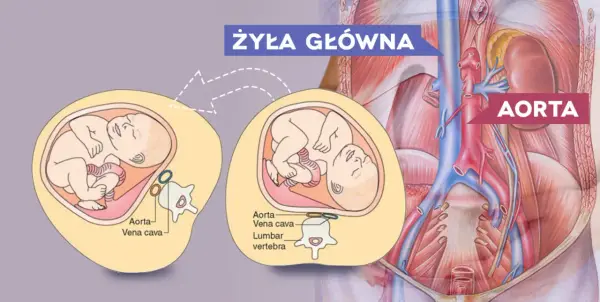 Jak przesuwają się narządy w ciąży - zaskakujące zmiany wewnętrzne