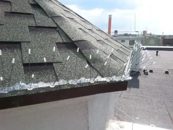 Skuteczne metody na odstraszenie gołębi z dachu - uniknij zniszczeń