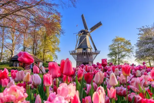 Keukenhof kiedy najlepiej jechać, aby zobaczyć tulipany w pełni rozkwitu