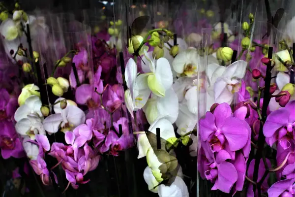 Wiele storczyków w odcieniach fioletu i bieli, niektóre z motylami. Piękna orchidea.
