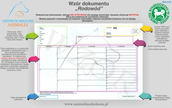 Ile kosztuje metryka dla psa? Sprawdź ceny i korzyści rodowodu dla twojego pupila