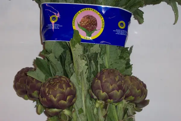 Carciofi romaneschi I.G.P. freschi, pronti per la coltivazione e il consumo.