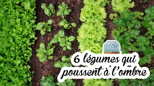 Un potager luxuriant avec des rangées de laitues, de basilic et de persil. Ces légumes mi-ombre prospèrent dans un sol fertile, prêts à être récoltés.