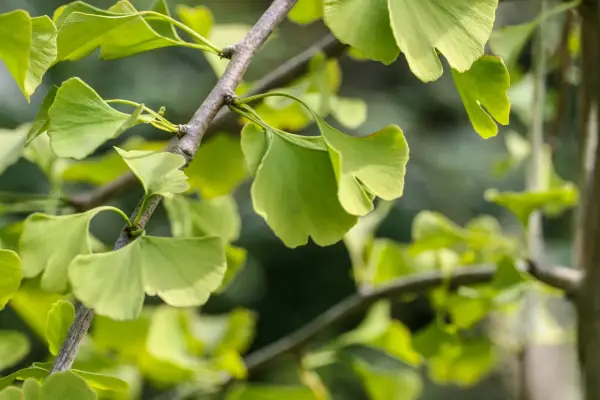 Ginkgo biloba-trädets unika, flikiga blad lyser i grönt mot en mjuk bakgrund.