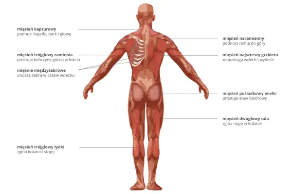 Anatomia człowieka: widok z tyłu na mięśnie, w tym mięsień naramienny, najszerszy grzbietu, pośladkowy wielki i dwugłowy uda.