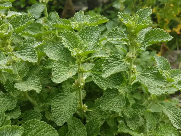 Grünes Andornkraut mit zerknitterten Blättern. Die Andornkraut Wirkung ist vielfältig, von verdauungsfördernd bis entzündungshemmend.