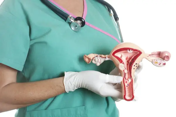 Model macicy z widocznymi mięśniakami. Lekarz w rękawiczkach pokazuje anatomiczny model, ilustrujący problem mięśniaków macicy.