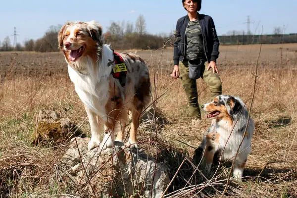 Dwa psy rasy australian shepherd, jeden rudy, drugi niebieski, stoją na łące obok kobiety w moro.