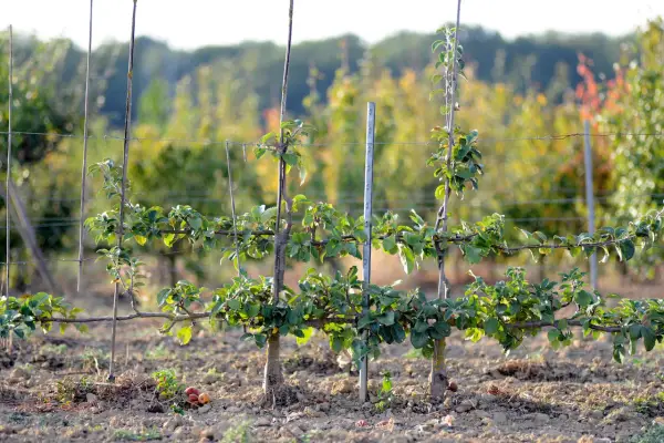 Un jeune cerisier en espalier, taillé pour pousser horizontalement le long de fils de fer, promet une récolte future.