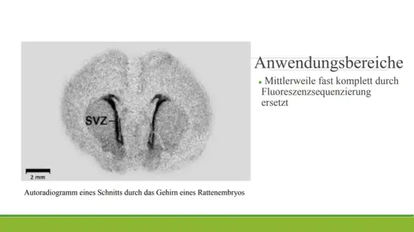 Autoradiogramm eines Rattenembryo-Gehirnschnitts, das die SVZ zeigt. Diese Technik der Autoradiographie wird nun oft durch Fluoreszenzsequenzierung ersetzt.