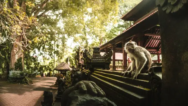 Małpi las w Ubud: małpa siedzi na kamiennych schodach przed świątynią, otoczona bujną zielenią.