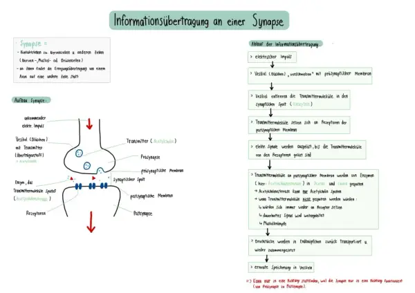 Schema der Erregungsübertragung an der Synapse: Vesikel setzen Transmitter frei, die an Rezeptoren binden und ein Signal auslösen.