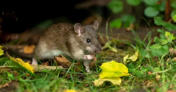 Un rat brun se cache dans l'herbe et les feuilles mortes. Apprenez comment se débarrasser des rats pour protéger votre jardin.