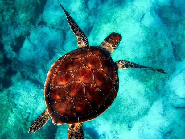 Ile procent oceanu jest odkryte? Zaskakujące fakty