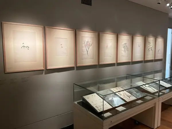 Botanical illustrations, each with delicate framing in art, are displayed on a wall above glass display cases filled with pressed plants.