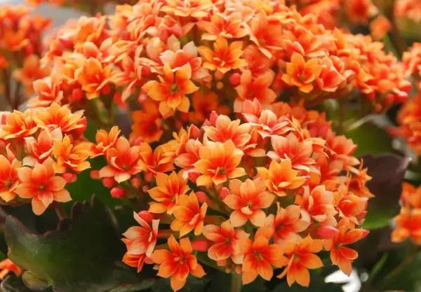 Un ramo de kalanchoe en tonos anaranjados y rosados, ideal para disfrutar tanto al kalanchoe sol o sombra. Sus pequeñas flores forman una densa mata.