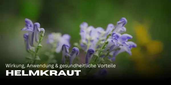 Zarte lila Blüten des Helmkrauts vor grünem Hintergrund. Die Wirkung des Helmkrauts ist vielfältig.