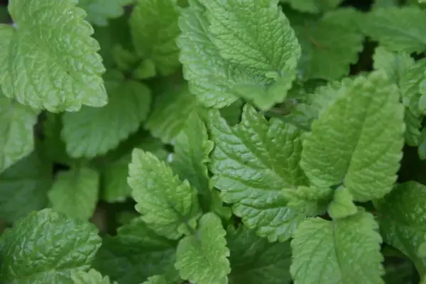 Närbild på frodig citronmeliss perenn. Bladen är ljusgröna med tydlig ådring och en lätt tandad kant.