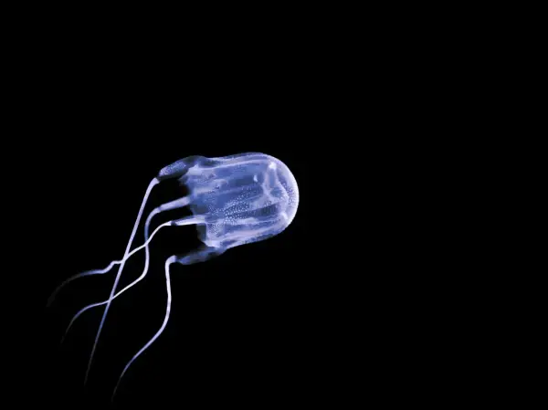 Medusa cubica trasparente, con tentacoli sottili, nuota nell'oscurità. Un esempio di meduse mortali.