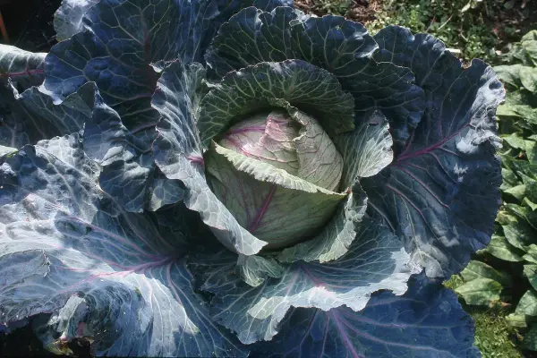 Gros chou rouge aux feuilles ondulées, prêt pour la culture. Un spectacle de la nature qui annonce de bons repas.