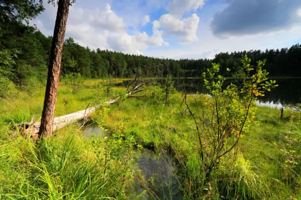 Malowniczy zakątek parków krajobrazowych Warmii i Mazur: dziki brzeg jeziora, powalone drzewo i bujna zieleń.