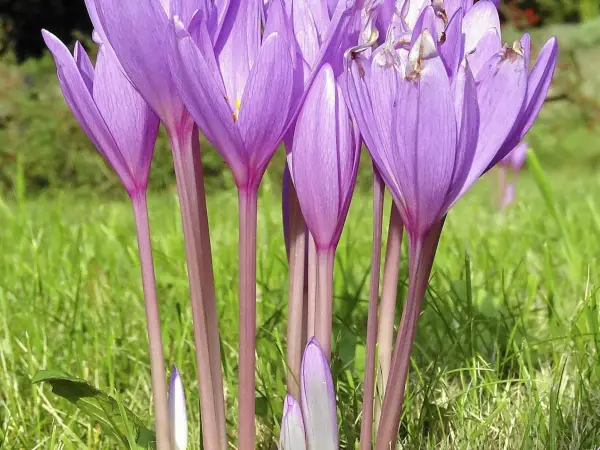 Fioletowe kwiaty, jak wygląda krokus, wznoszą się na purpurowych łodyżkach ponad zieloną trawą.