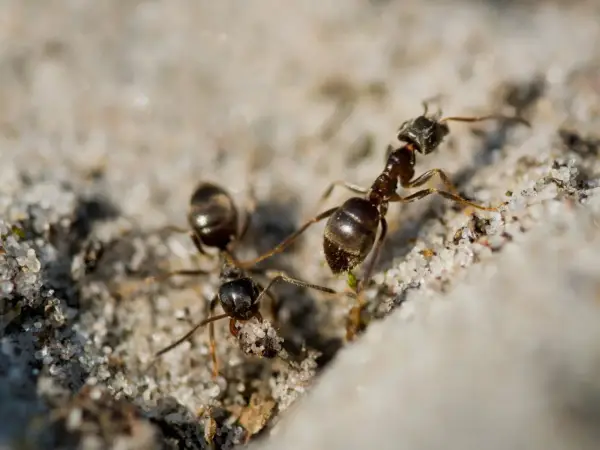Dwie mrówki na piasku. Szukasz naturalnych sposobów na mrówki? Te pracowite owady mogą być uciążliwe.