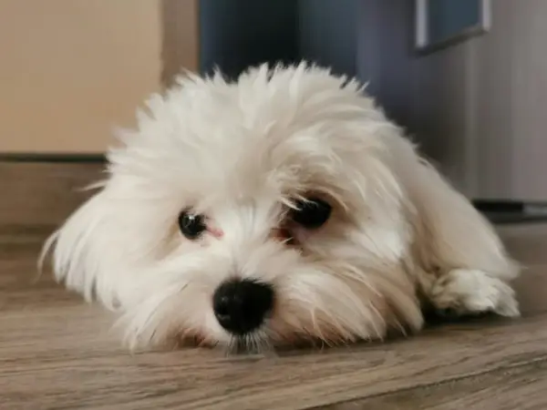 Un adorable bichon maltais au poil blanc et soyeux, le museau posé sur le parquet, regarde avec ses grands yeux noirs.