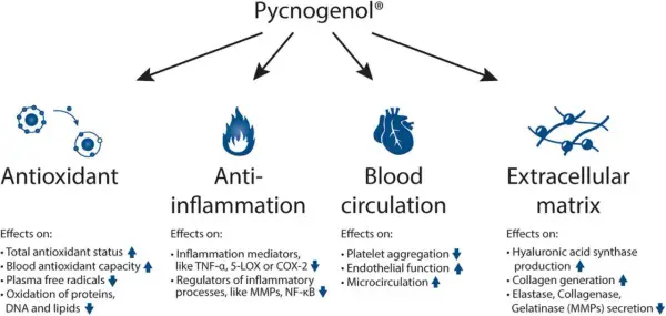 Pycnogenol® działa antyoksydacyjnie, przeciwzapalnie, wspiera krążenie i macierz zewnątrzkomórkową. Dowiedz się, pycnogenol co to za substancja!
