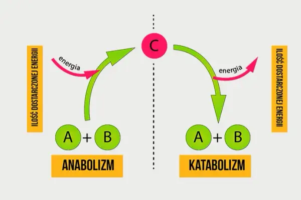 Metabolizm w biologii: Zrozumienie kluczowych procesów i ich znaczenia