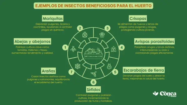 Diagrama de insectos beneficiosos para el huerto: mariquitas, abejas, arañas, sírfidos, crisopas, avispas parasitoides y escarabajos de tierra.