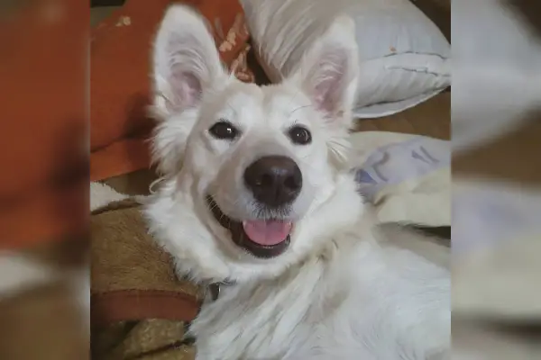 Huskador: Czy ten mieszaniec Husky i Labradora jest dla Ciebie?
