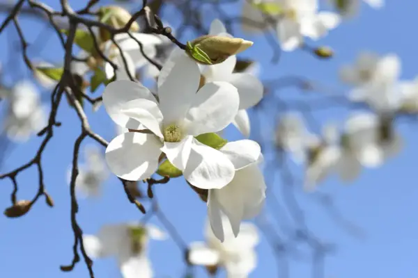 Delikatne, białe kwiaty magnolii rozkwitają na tle błękitnego nieba. Wiosna w pełni, kiedy kwitnie magnolia, przynosi piękno i nadzieję.