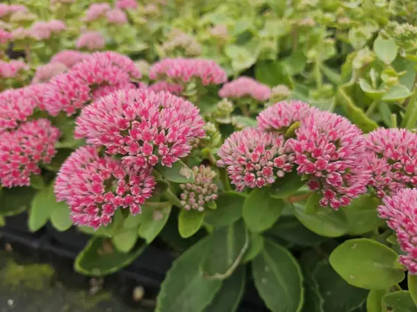 Gros plan sur des grappes de fleurs roses vives d'une plante couvre-sol qui adore le soleil. Les feuilles vertes épaisses sont visibles en arrière-plan.