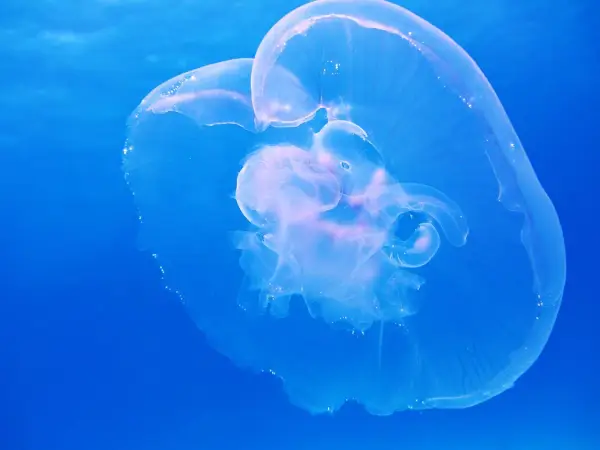 Una medusa trasparente fluttua nel blu profondo, mostrando le sue delicate forme. Diverse quallen arten, come questa, popolano gli oceani.