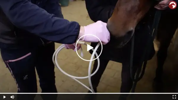 Tierarzt gibt einem Pferd Medikamente. Das pferd atmet schwer ohne husten.