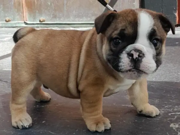 En söt engelsk bulldog-valp med rynkor och en vit fläck i ansiktet står på ett mörkt golv.