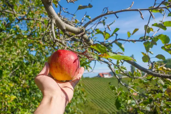 Jak się pisze jabłko? Odkryj poprawną pisownię i wymowę tego słowa