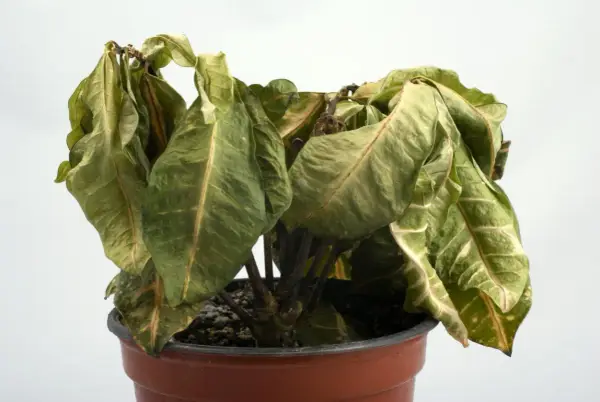 Planta marchita en maceta, con hojas secas y caídas. ¿Cómo revivir una planta en este estado?