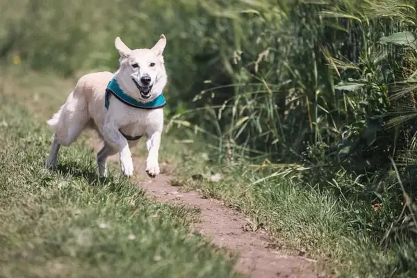 Pies z AZS i kleszcze: Naturalna ochrona. Co musisz wiedzieć?