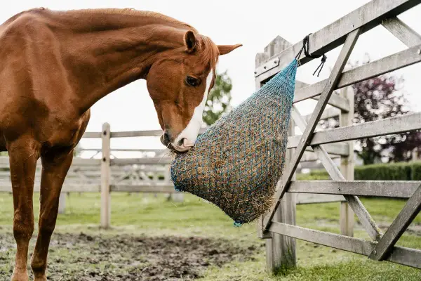 Cheval brun mangeant dans un filet à foin. Attention aux symptômes de fourbure cheval, une alimentation lente est préférable.