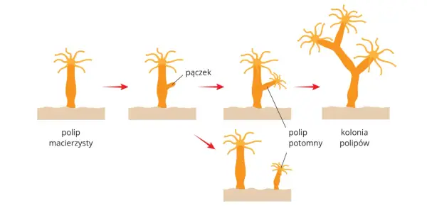 Parzydełkowce na maturze - Jak nie tracić punktów na drobiazgach?